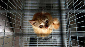 Kitten cannibalism: USDA roasted over ‘unjustifiable’ experiments on animals
