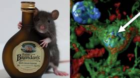 'Flip of a switch’: Scientists 'cure' alcoholism in rats by firing lasers at their brains