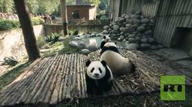Panda With Me (360 Video)