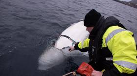 Well done, Comrade Belugov! Did ‘Russian Navy whale’ trick Norwegians into seizing spy harness?