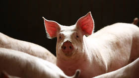 China’s pig ‘Ebola’ outbreak 'will move markets, influence geopolitics' for years to come