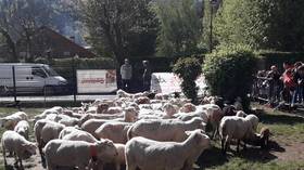 ‘Education is only numbers’: French Alps school enrolls SHEEP as pupils to save class (PHOTOS)