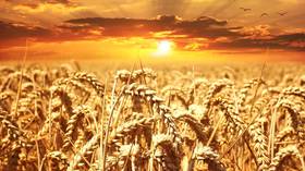 Russia to retain crown as world’s top wheat exporter, naturally