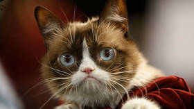 Internet hero Grumpy Cat dies aged 7