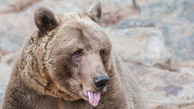 Russian man fights off Siberian bear by biting its tongue off