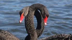 Beware! Two ‘black swans’ may come out of nowhere & kill stocks this summer, experts warn