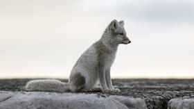 Scientists left ‘speechless’ by young Arctic fox’s amazing journey from Norway to Canada