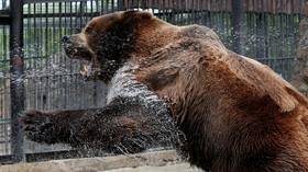 ‘It’s people's fault!’: Scientists say after analyzing 664 bear attacks