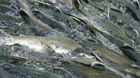 Beware of Russian… fish? UK tabloids raise alarm over pink salmon ‘invasion’