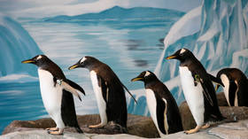 ‘Completely natural’: London aquarium helps gay penguins get woke... they now have GENDERLESS chick