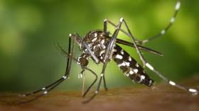 Did a gene-modified mosquito apocalypse plan backfire in Brazil? Study says ‘Yes,’ company says ‘No’