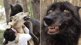 Dances with wolves, Russian style: Man keeps a whole WOLF PACK as pets (VIDEOS, PHOTOS)