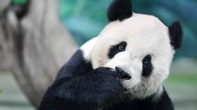 Russia plans to issue its first 'Panda' bonds next year – finance ministry