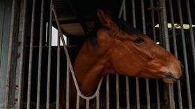 Australia opens probe into secret torture & slaughter of hundreds of racehorses for pet & HUMAN food