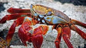 ‘Crab war’ between Norway & EU is simmering in the Arctic