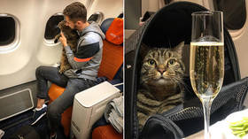 Too fat to fly? Cat owner tricks airline with feline BODY DOUBLE after 10-kg pet denied boarding