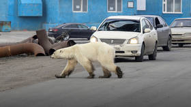 The REAL inconvenient truth: Polar bears thriving in spite of climate change, but saying this gets scientists fired