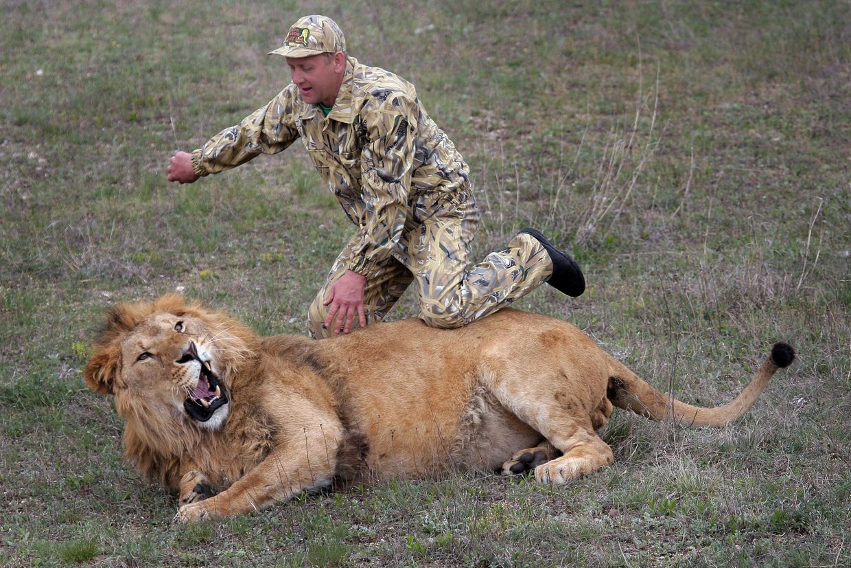 Taigan Lion Park Location Map 30 Bears To Be Killed' As Europe's Largest Safari Park Closes In Crimea,  Owner Warns — Rt Russia & Former Soviet Union