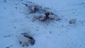 ‘Bearpocalypse’: WATCH dozens of polar bears besiege Arctic village in Russia's Chukotka