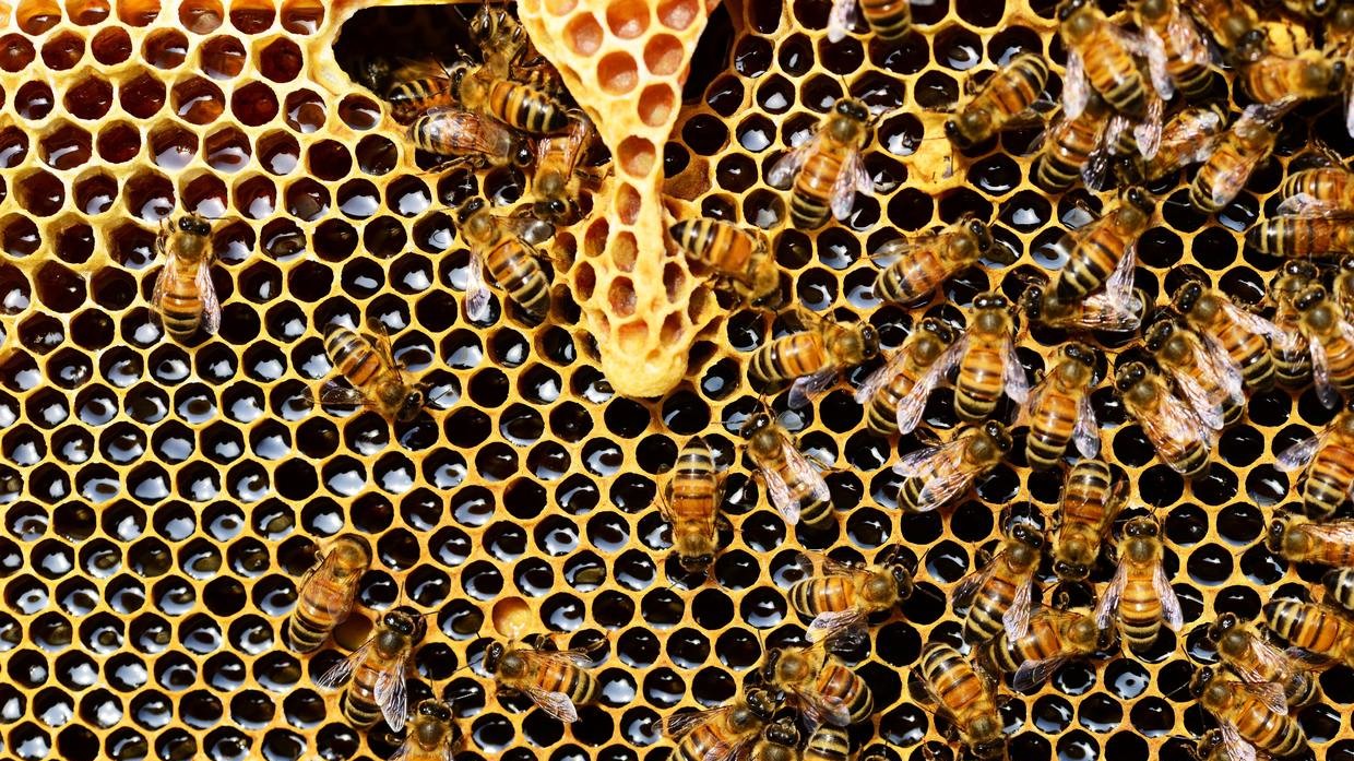 100 Kst-Bienen z Anstecken,Imker,Imkerei,Biene,bee,bees 