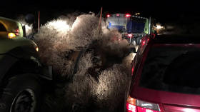 Tumblegeddon: Washington state highway buried under 30 feet of TUMBLEWEEDS, trapping drivers (PHOTOS, VIDEO)