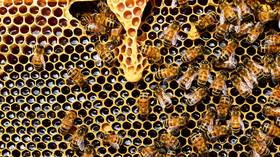 Scientists turn bee guts into medicine factories to FIGHT OFF deadly pathogens