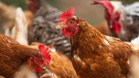 Clucking hell! New outbreak of BIRD FLU sees thousands of chickens culled in coronavirus-stricken China