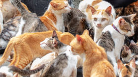 Cat-astrophe! Over 100 in-bred cats found inside Moscow apartment, all spawned from a single pregnant stray
