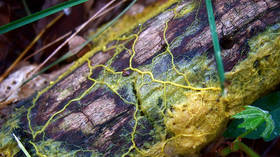 Slime mold inspires breathtaking recreation of cosmic ‘dark matter web’ holding our universe together (PHOTOS, VIDEOS)