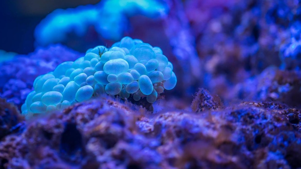 Researchers 3D PRINT artificial corals which could save natural reefs ...