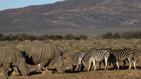 Covid-19 crisis puts South African RHINOS & other wild animals in danger as tourism industry goes off a cliff