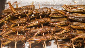With economic crisis looming EU overlords legalize food made from worms & baby crickets. Are they going to serve that in Brussels?