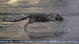 As media warns of WARRING CANNIBAL RATS in US cities, (human) food production quietly crashes from Covid-19 closures
