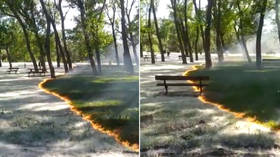 Kill it with fire? Tree pollen burns away as if by magic in surreal scene in Spanish park