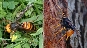 Suspected sightings of ‘murder hornets’ in English city fuel fears of species’ spread