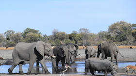 Not poisoned, not poached: Mystery surrounds death of 154 elephants in Botswana