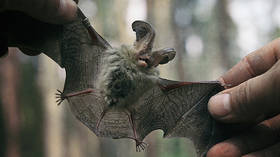 As Covid-19 drives the planet batsh*t crazy, Russia to study the feces of its own bat population to look for coronaviruses