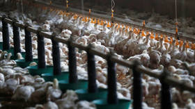 400,000 farm chickens, turkeys & emus EUTHANIZED as bird flu blights Australia