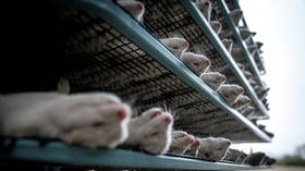 Danish agriculture minister resigns over illegal order to cull 17m mink over mutated Covid-19 strain