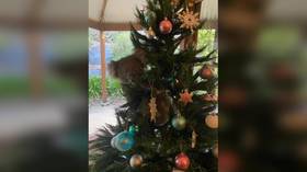 ‘Only in Oz’: Australian family finds KOALA in their Christmas tree (PHOTOS, VIDEO)