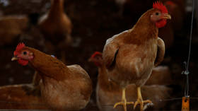 Germany to slaughter 29,000 chickens after bird flu outbreak on poultry farm