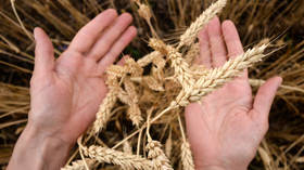 Moscow Exchange sows seeds of potential with launch of wheat futures contracts