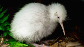 Extremely rare WHITE KIWI that inspired books & toys dies in New Zealand after surgery, prompting widespread mourning