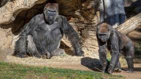 Gorillas in US zoo test positive for Covid-19 in ‘world's FIRST’ suspected human-to-animal transmission