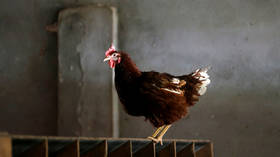Czech Republic reports 2nd outbreak of highly infectious H5N8 bird flu in a week