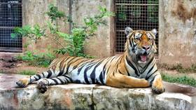 Tiger euthanized after health deteriorated in Covid-19 outbreak at Swedish zoo
