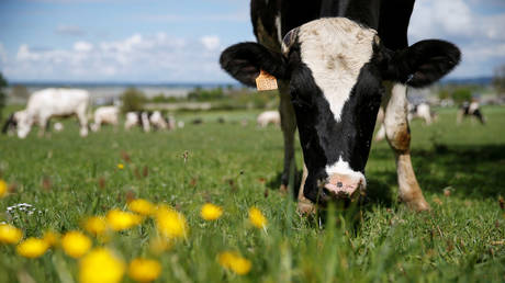 A Holstein cow grazes in France in this April 18, 2020 file photo