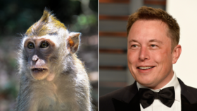 Elon Musk says his Neuralink startup has a brain-chipped MONKEY who plays video games