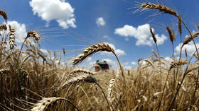Russia needs regulations for grain exports to control rising food prices – Putin