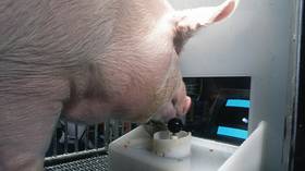 I think, therefore I ham: Pigs show ‘remarkable’ mental agility and awareness in joystick game experiment